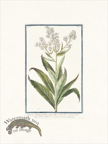 (image for) Bonelli 328 White Sweet Rocket