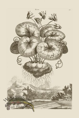 (image for) Abraham Munting 144