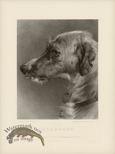 (image for) SA Dogs 08 Deerhound