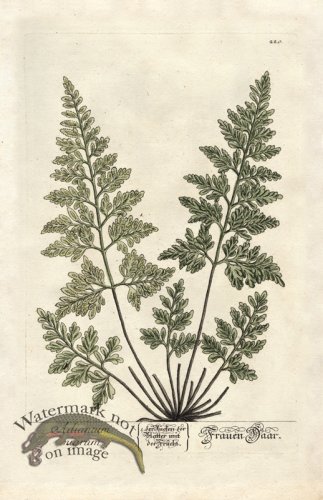 (image for) Blackwell GE 220