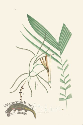 (image for) Rodrigues Palm Front 042
