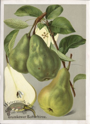 (image for) Fruit 21