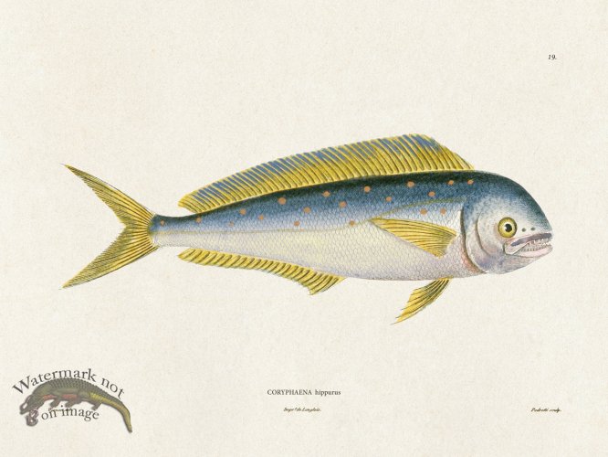 (image for) Werner Fish 019