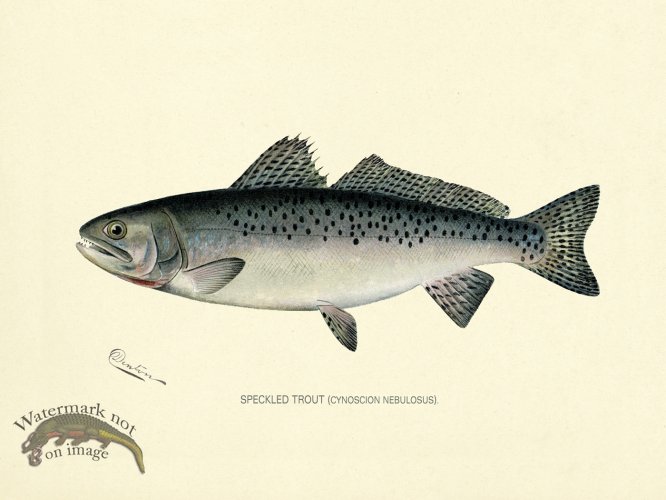 Trout - Speckled