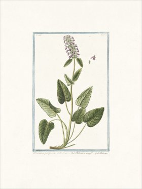 Bonelli 282 Bishopswort