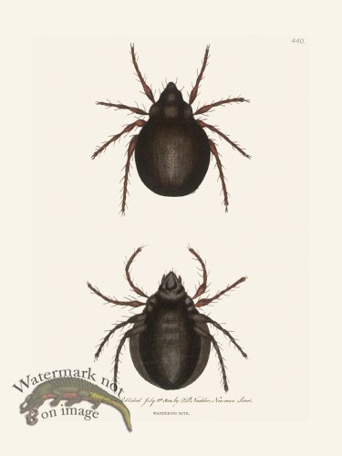 (image for) 440 Wandering Mite