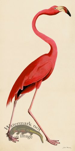 (image for) Rudbeck CFA 38 Pink Flamingo