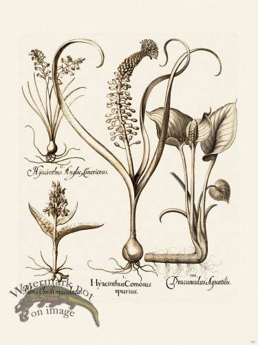 (image for) Besler 049 B1