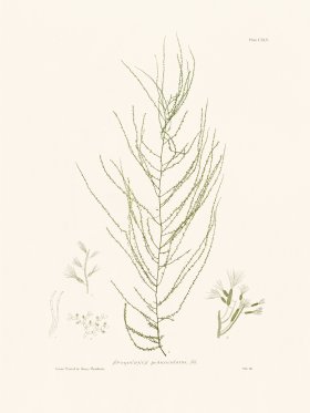 Bradbury Seaweed 145