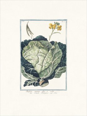 Bonelli 324 Cabbage