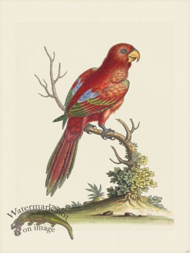 (image for) Edwards 173 LgTl Scarlet Lory