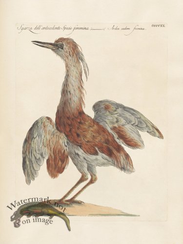 (image for) Manetti 420