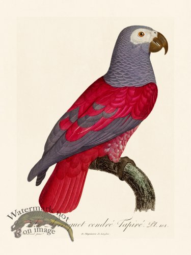(image for) Barraband Parrot 101