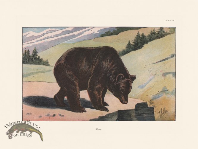 (image for) Les Chiens 079