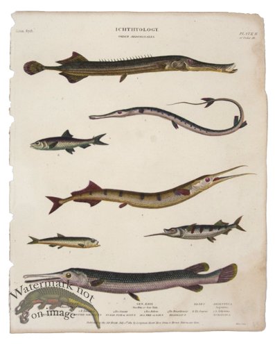 Tobacco Sea Pike Fish