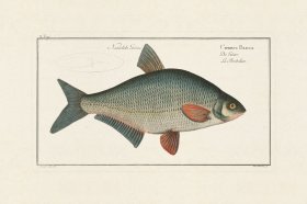 (image for) Bloch Fish 010