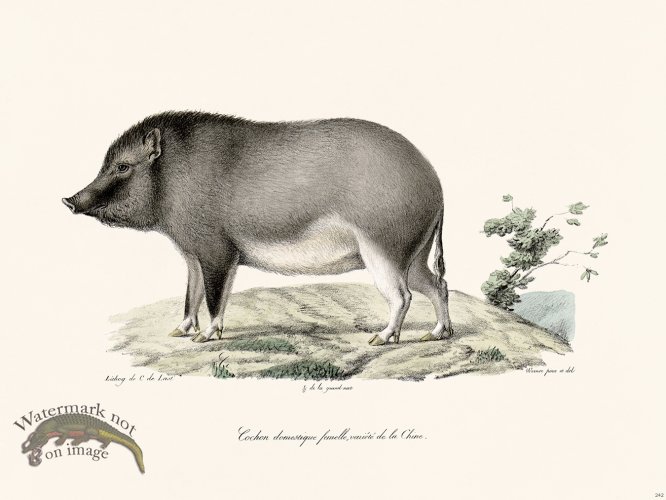 (image for) Cuvier 242 Female Eochon