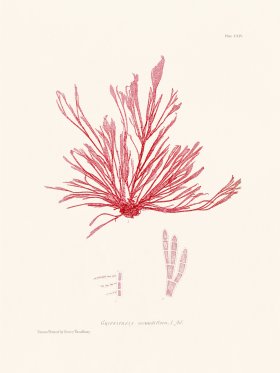 Bradbury Seaweed 114