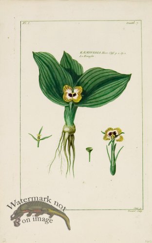 (image for) Buchoz Bot 26