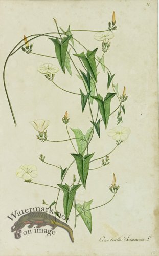 (image for) 1828_Gmp 081