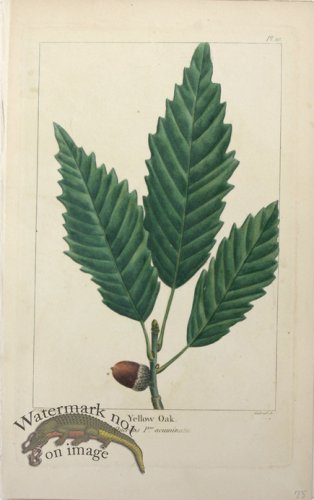 19 Yellow Oak w tear