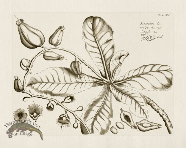 (image for) HORTUS VOL 04 06