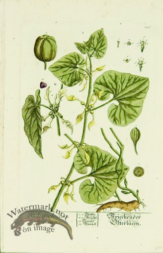 (image for) Blackwell German 129