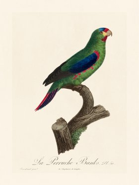 Barraband Parrot 050