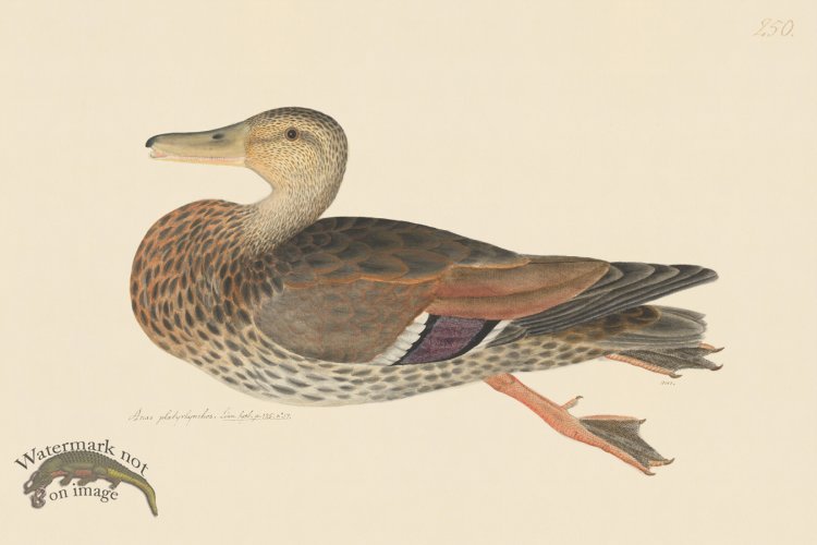 (image for) Rudbeck CFA 250 Mallard