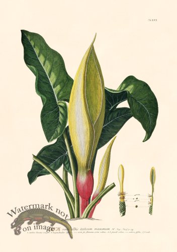 (image for) Trew Botanical 56
