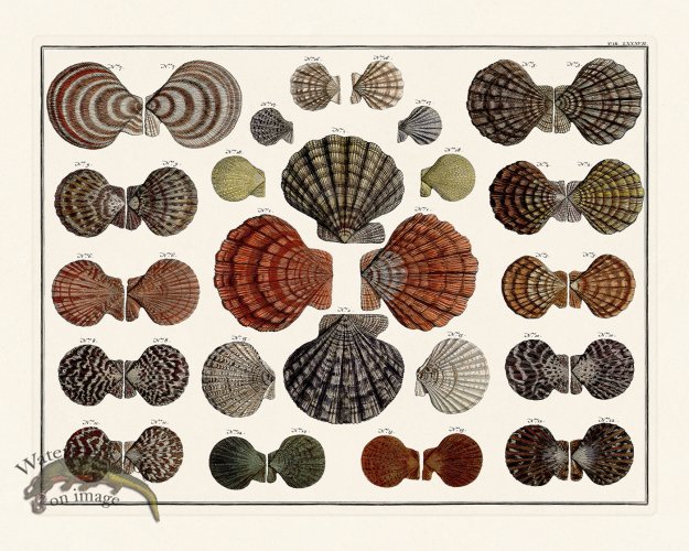 (image for) Seba B2 087 Shells