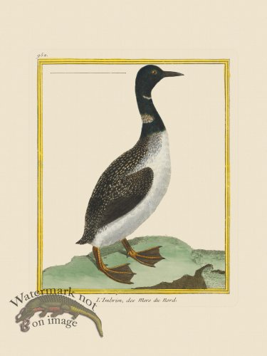 (image for) Martinet Bird 952