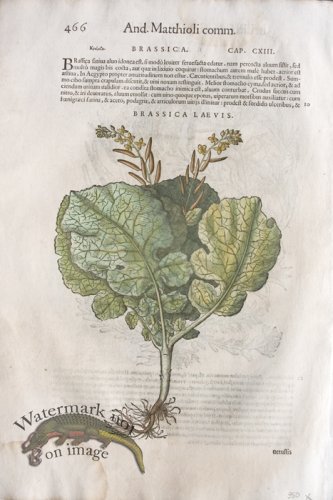 (image for) WB Botanicals 63