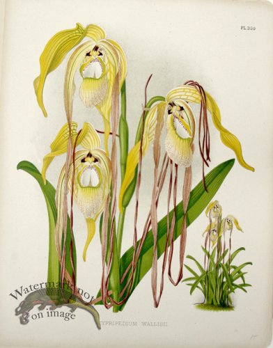 (image for) Linden Orchids 18