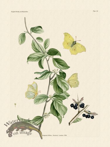 (image for) Wilkes Butterflies 029
