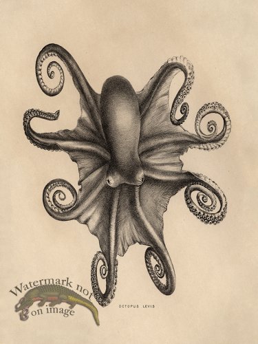 (image for) Octopus Tan 03