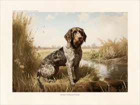 CFA Dog German Wirehaired Pointer