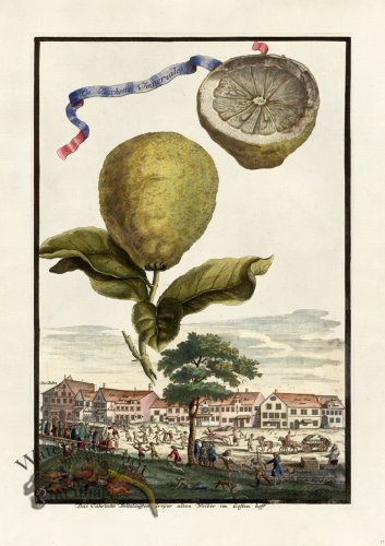 (image for) Volckamer 037