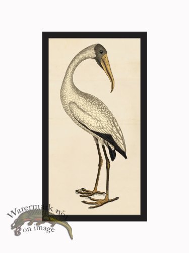 (image for) Rudbeck CFA_BF 250 Wood Ibis