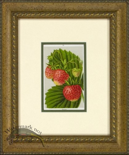 (image for) Strawberry 1946 OGF 06