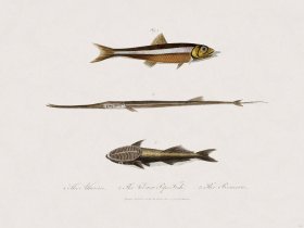 64 New Holland Caffowary