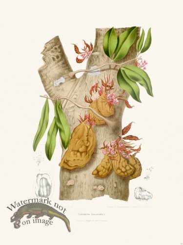 Horticulture of Java 23