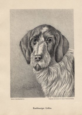 (image for) 1890s Dogs 29