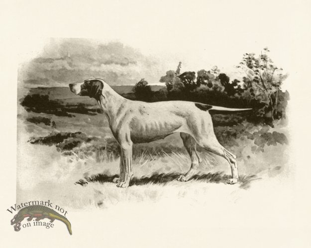 (image for) Modern Dogs 20