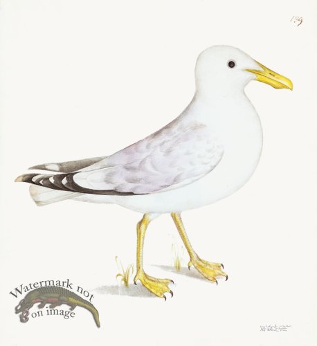 (image for) Rudbeck 139b Gull 22x24