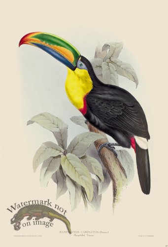 (image for) Sharp-billed Toucan