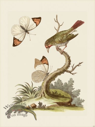 (image for) Edwards 128 Green Coldfinch