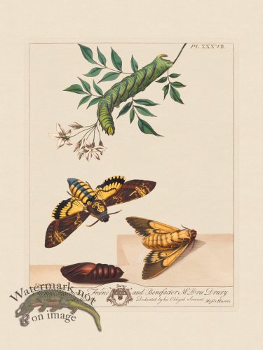 (image for) Moses Harris Insects 37