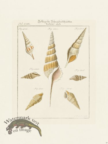 (image for) Martini Shells 069