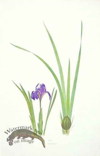(image for) Dykes Iris 17